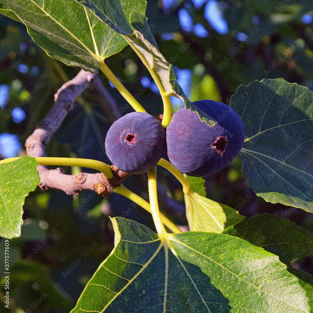 Branch of a fig tree (Ficus carica) with leaves and fruits Stock Photo ...