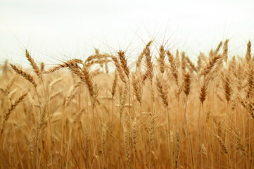 Naklejka na meble grain, wheat