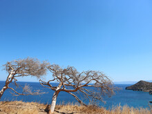 Tree Blown In The Wind Leaning Over With Ocean View. Rocks On The Floor With Dry Ground And Pine Cones In The Trees. Tall View On The Hill In Spinalonga Island 