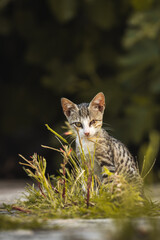 Very small tabby kitten homeless animal without an eye is played in the grass