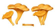 Golden Chanterelle Mushroom. 3d Vector Realistic Illustration