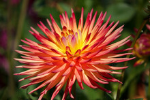 Pink And Yellow Cactus Dahlia Flower
