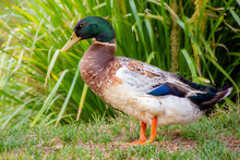 Profile Shot Of A Male Mallard Duck
