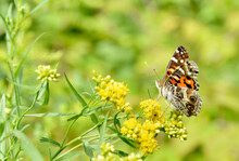 American Lady Butterfly (Vanessa Virginiensis) Feeding On Small Yellow Flowers.  Copy Space. Closeup.