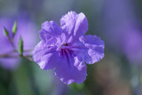 Fototapeta Tęcza - purple iris flower in spring