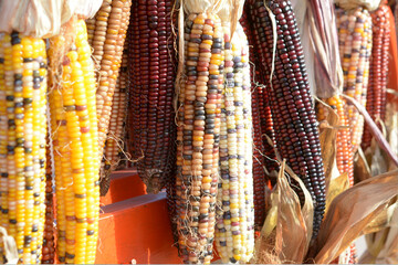 Wall Mural - kernel corns