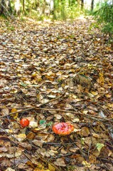 Sticker - autumn leaves on the ground