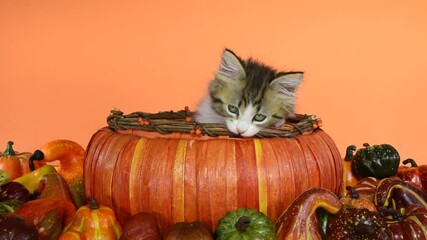 Wall Mural - HD video of a Norwegian Forrest Cat kitten an orange pumpkin basket surrounded by Autumn gourds, looking around. Orange background
