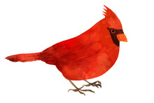 Red Cardinal Bird Illustration In Watercolor Painted Texture, Christmas Redbird