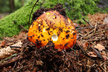 Growing Red Toadstool - Amanita Muscaria