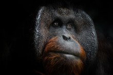 Portrait Of Orang-utan In A Dark Atmosphere