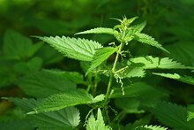 Beautiful Nettle In Nature With Sun. (Urtica Dioica)
