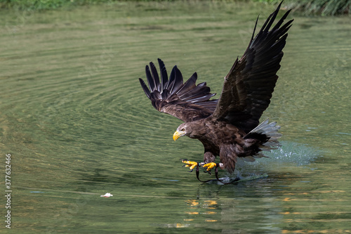 Fotografía white tailed eagle hunts for prey in the river
