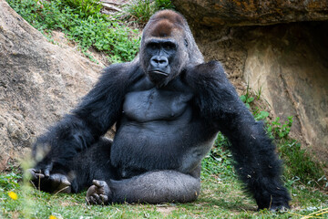 Wall Mural - silverback gorilla resting in the meadow