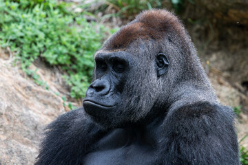 Wall Mural - silverback gorilla resting in the meadow