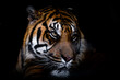 Portrait of tiger with a black background