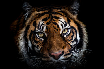 Wall Mural - Portrait of tiger with a black background