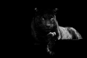 Wall Mural - Black jaguar with a black background