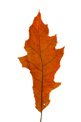 Wall Mural - bright red and orange autumn leaf on an isolated white background. high resolution.