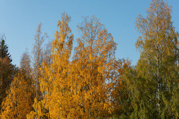 Wall Mural - Birch tree and foliage in autumn colors