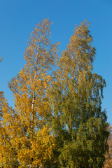 Wall Mural - Birch tree and foliage in autumn colors