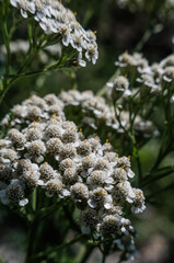 Canvas Print -  Wildflowers of yarrow on the sunny field