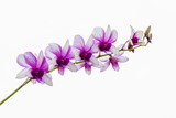 Fototapeta Motyle - Closeup white purple orchid isolated on white background