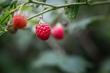 Stock photo of wild raspberries in a forest. Selective focus