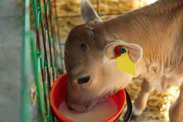 Pretty little calf drink milk from bucket on farm, closeup. Animal husbandry