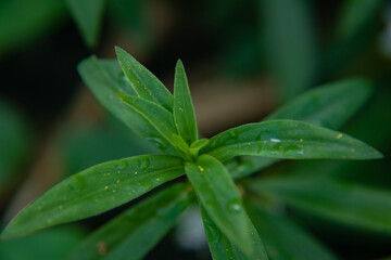 Poster - 植物