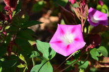A Delicate Pink Morning Glory In The Rays Of The Autumn Sun.