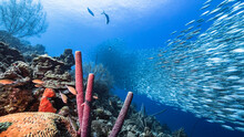 Bait Ball / School Of Fish In Turquoise Water Of Coral Reef In Caribbean Sea / Curacao With Stove-Pipe Sponge