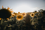 Fototapeta  - sunflowers in the field
