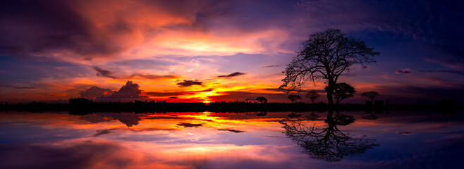Wall Mural - panorama silhouette tree in africa with sunset.tree silhouetted against a setting sun reflection on 