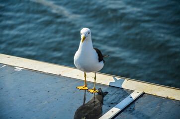 Close up of a Beautiful white fat seagull staying and waiting for food with view rippling blue water of Baltic Sea