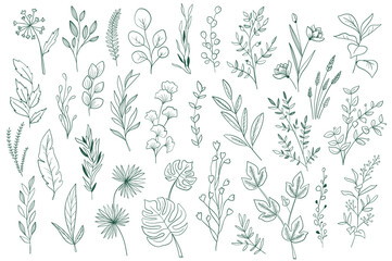 Poster - Botanical elements, outline graphic pack. Plants set in sketch style vector illustration. Green leaves, wildflower and herbs ornament. Perfect for invitations, greeting cards, floral patterns design