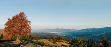 Panoramic Autumn Day In The Mountains. Trees On The Edge Of A Hill In Fall Colors. The Wonderful Countryside In The Morning. Amazing View On A Sunny Autumn Day With Fog And High Mountain Peaks.