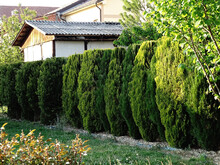 An Evergreen Row Of Thuja And Cypress Trees As A Hedge In The Garden