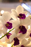 Fototapeta Storczyk - purple orchid flowers