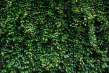 Fototapeta Zachód słońca - Green fresh leaf texture background. Green leaves pattern on the surface for background