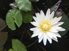 White Lotus Flower In The Pond With Lotus Leaf