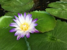Purple White Lotus Flower In The Pond With Lotus Leaf