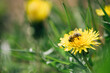 Pszczoła siedząca na żółtym mleczu na rozmytym tle łąki