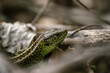 Zielona jaszczurka na tle liści i patyków