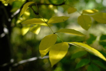 Wall Mural - green leaves on a tree