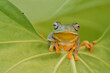 Tree Frog cute face and pose