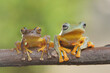 Two frog on branch