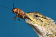 Reptile eat cricket with blu background