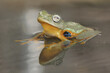 Tree frog wallace in the water