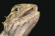 Close up expression in face reptile